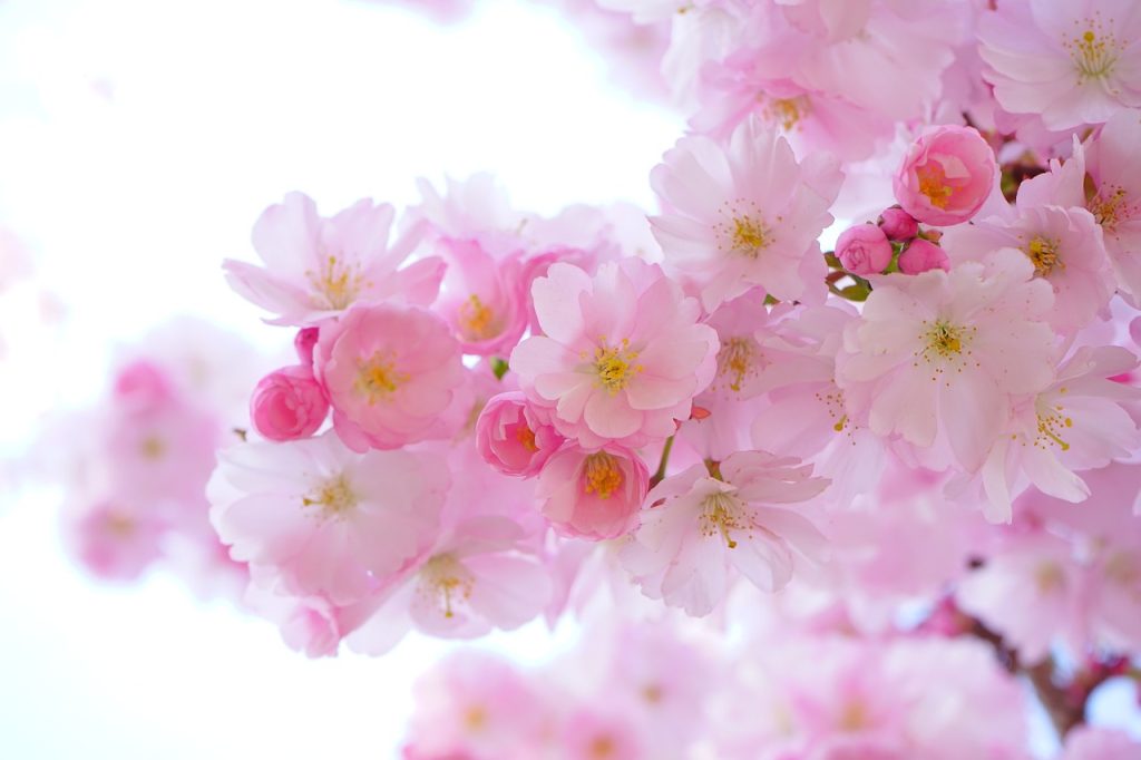 cherry tree