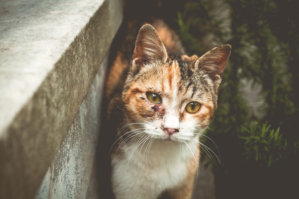 niklas-hamann-433156-unsplash