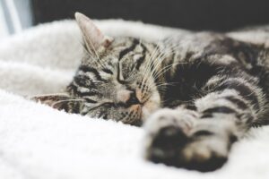 erik-jan-leusink-QTe-MHNUrz4-unsplash cat sleeping