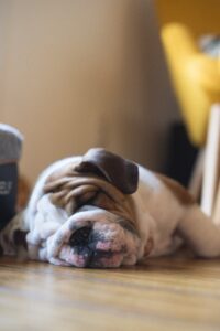 isaac-davis-BHO7K8Zf16w-unsplash dog sleeping