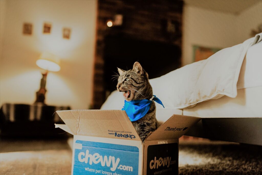 chewy-5sGjkpNDmLI-unsplash chewy-5sGjkpNDmLI-unsplash