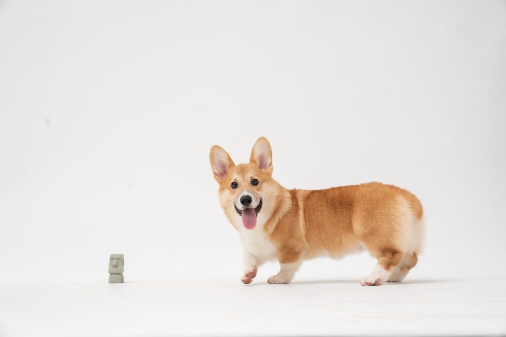 corgi