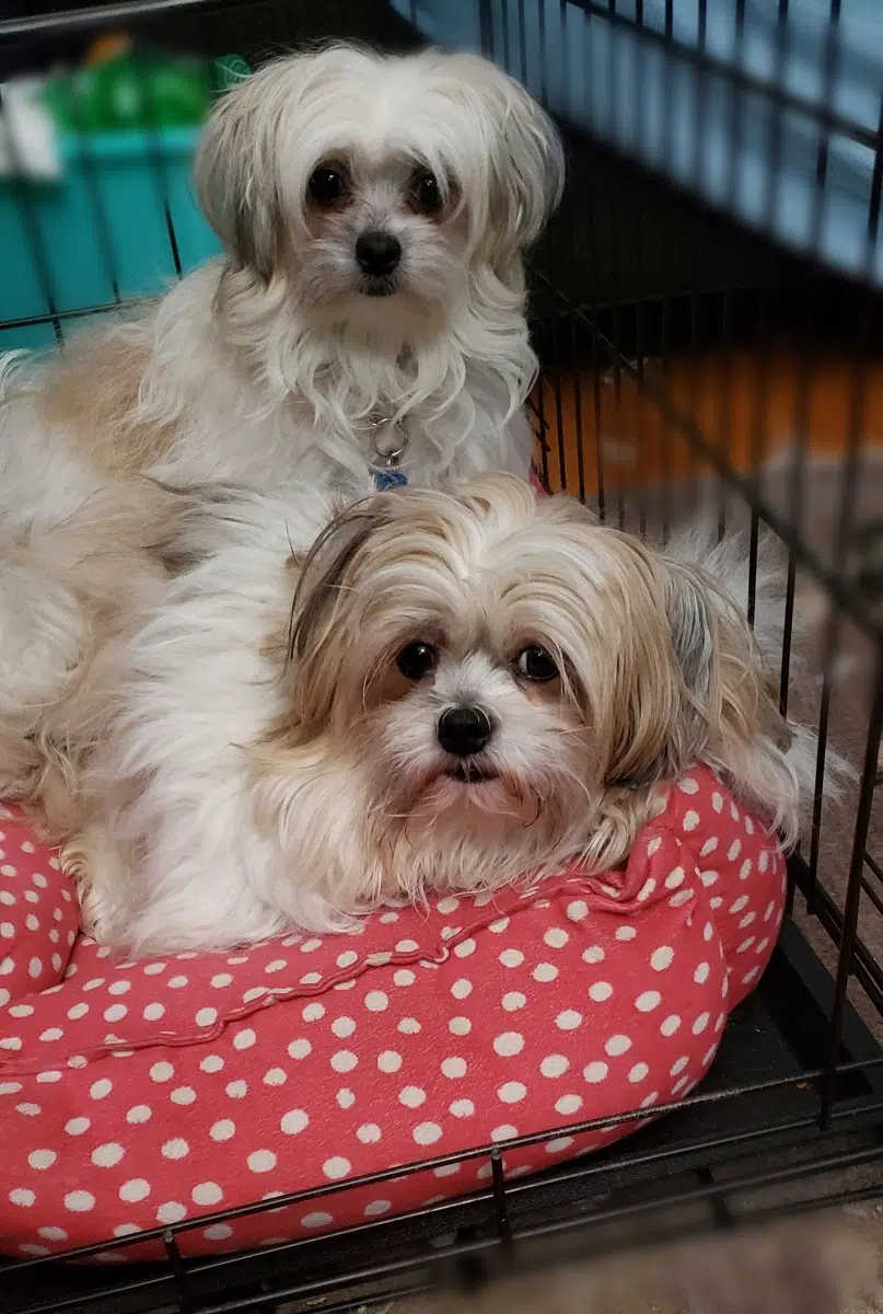 2 dogs on dog bed cuddling