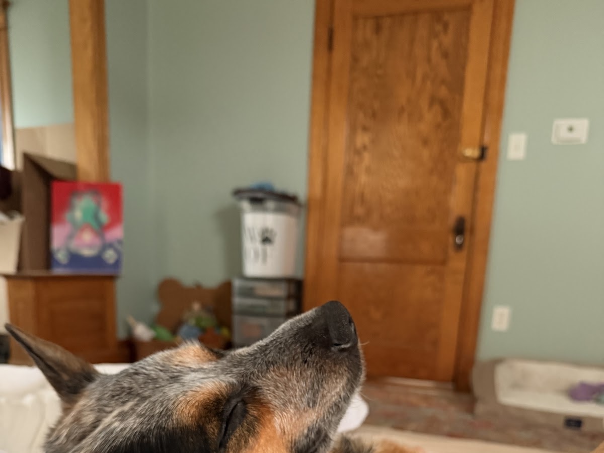happy dog after reiki session